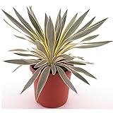 Lilie - Palme - Yucca gloriosa Citrus - Fädige Palmlilie - Gesamthöhe: 50-70cm, Topf: Ø 26 cm - 8,4 ltr. [9323]