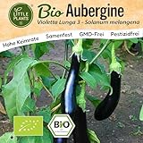 Little Plants BIO Aubergine Samen 12 Auberginensamen Violetta Lunga Gemüsesamen für Gemüsegarten Samenfest Gemüse Samen für Küche, Balkon und Garten