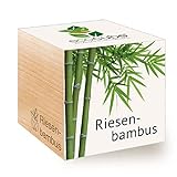 Feel Green 296534 Ecocube Riesenbambus, Nachhaltige Geschenkidee (100% Eco Friendly), Grow Your Own/Anzuchtset, Pflanzen Im Holzwürfel, Made in Austria