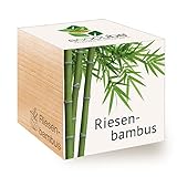 Feel Green 296534 Ecocube Riesenbambus, Nachhaltige Geschenkidee (100% Eco Friendly), Grow Your Own/Anzuchtset, Pflanzen Im Holzwürfel, Made in Austria