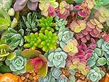 Sedum, Dachbegrünung, 400 Samen Mischung (Sedum Mixed)