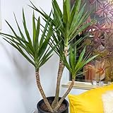 100 pcs Yucca elephantipes Palme Samen, deko wohnzimmer balkon pflanzen deko bonsai samen zimmerpflanze plants bonsai bäumchen kaufen dekopflanzen zimmerpflanze plantura bonsai tree