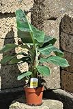 Bananenpflanze,Fruchtbanane,Musa Dwarf,Zwergbanane,Pflanze mit ca.80cm Produktname