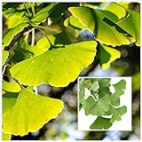 10 Stück Ginkgo-Samen Maidenhair Baum mehrjährige Erbstück-Obstbäume Samen für Pflanzen im Freien, einfach zu pflanzen, hochwertiges Holz, als Möbeldekoration verwendet