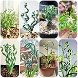albuca spiralis pflanze - samen - Seltene pflanzen serie - pflanztöpfe balkon garten winterharte kübelpflanzen winterharte pflanzen für balkon kräutersamen sukkulenten winterhart 180pcs