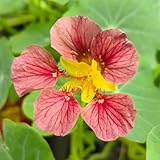 kapuzinerkresse samen rankend topfpflanzen draußen winterhart kapuzinerkresse schnittblumen samen, kletterpflanzen winterhart gartendeko für draußen, blumenteppich zierblumen 15pcs