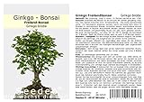 Seedeo® Ginkgo Freilandbonsai (Ginkgo biloba) Bonsai 6 Samen