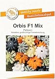 Orbis F1 Kürbissamen von Bobby-Seeds, Portion