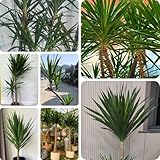 30 pcs Yucca elephantipes Palme Samen, balkonpflanzen bio saatgut zimmerpflanze plants deko pflanzen praktische geschenke deko wohnzimmer zimmerpflanze plantura biosaatgut exotische