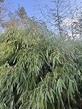 Blaugrüner Bambus -Fargesia papyrifera- 15 Samen (Bis -25 Crad/Ohne Sperre)