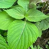 Perilla Samen, Shiso Samen, gewächshaus balkon alte sorten bonsai samen kräutersamen gemüsesamen winterharte kübelpflanzen kräutergarten geschenk seltene pflanzen gartenkräuter samen 50pcs