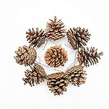 TRIXES 9 Stück hängende Tannenzapfen Dekoration - Christbaumschmuck - natürliche Zapfen für Kranz, Girlande - Ornament für Herbstdekoration, Bastelparty, Weihnachten - Innen- und Außengebrauch