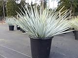 gruenwaren jakubikYucca Rostrata Kugel 50-60 cm,Blaue Palmlilie extra winterhart, Premiumqualität
