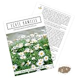 Echte Kamille Samen (Matricaria chamomilla) - Krautige, vielseitige Heilpflanze oder als Beimischung für eine bunte Blumenwiese