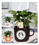 BALDUR Garten Coffea Arabica im Barista Keramiktopf, 1 Kaffee-Pflanze Kaffeebaum Kaffeestrauch Zimmerpflanze, Grünpflanze, die Blüten der Pflanze duften, mehrjährig - frostfrei halten, blühend