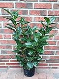 10 Kirschlorbeer Pflanzen, Prunus Novita, Höhe: 70-80 cm ab Topfoberkante