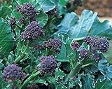 Brokkoli Purple Sprouting Early - Broccoli - 250 Samen