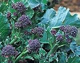 Brokkoli Purple Sprouting Early - Broccoli - 250 Samen