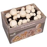 Hawlik Pilzbrut - das Original - weiße Champignon Pilzzuchtset – Pilze selbst züchten - Anzuchtset - frische Champignons ernten aus der Pilzzuchtbox (klein)