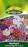Quedlinburger Saatgut Eisenkraut, Prachtmischung Samen