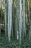 Winterharter Bambus - Frostharter Riesenbambus Phyllostachys pubescens- 30 Samen