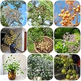 Neembaum Samen - pflanzen für draußen winterhart Niembaum Samen - baumsamen geschenke für gartenliebhaber baum pflanzen balkonpflanzen alte sorten exotische samen grünpflanzen seltene 80pcs