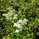 mädesüß samen, heilkräuter samen zimmerpflanzen herbstblumen winterhart, wildkräuter samen winterharte pflanzen für garten kräutergarten küche gartenpflanzenn bio 200pcs