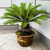 5 pcs Palmfarn Winterhart Samen, bäume garten winterhart, Cycas revoluta, gartenpflanzen exotische samen steingartenpflanzen winterhart bonsai tree saatgut winterfeste pflanzen für