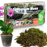 GOTVUGE Sphagnum Moos für Pflanzen (5L) - Vielseitige Blumenerde für Orchideen, fleischfressende Pflanzen, Sukkulenten, Gartenblumen und Reptilien.
