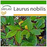 SAFLAX - Gewürzlorbeerbaum - 6 Samen - Mit keimfreiem Anzuchtsubstrat - Laurus nobilis