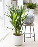 Goldfruchtpalme Goldene Rohrpalme | Topf- und Zierpflanze für das Büro 20-30 cm