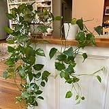 efeutute zimmerpflanze samen, immergrüne pflanzen winterhart pflegeleichte zimmerpflanzen stauden winterhart mehrjährig geschenke für gartenfreunde exotische samen winterharte stauden 30pcs