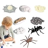 Teksome Lebenszyklus-Spielzeug – Spinnen-Wachstumszyklus-Modell, Montessori-Lebenszyklus-Tierfiguren, Lern- und Bildungsspielzeug für Kinder ab 3 Jahren, Vorschul-Lernaktivitäten