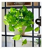 BALDUR Garten Efeutute 'Golden Pothos';1 Pflanze, Zimmerpflanze luftreinigend, verbessert das Raumklima, Epipremnum aureum, Grünpflanze, mehrjährig - frostfrei halten, pflegeleicht