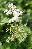 WASSERPFLANZEN WOLFF - Filipendula ulmaria - winterhart - echtes Mädesüß - Wiesenkönigin, weiß - Landlust Pflanzentipp! - QUALITÄTSSTAUDEN 2er-Set in 9x9 cm Töpfen durchwurzelt