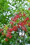 Berberitze 'Berberis vulgaris' C3, 40-60cm - Winterhart & Pflegeleicht, Gelbe Blüten, Rote Beeren