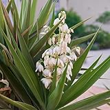 50 pcs yucca palme winterhart samen, yucca palmlilie, blumen, hochbeet pflanzen garten, stauden winterhart baum, garten geschenke balkon garten, bodendecker winterhart mehrjährig