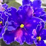 Usambaraveilchen Pflanze Samen, seltene pflanzen alte sorten geschenke für gartenliebhaber wildblumensamen steingartenpflanzen winterhart bonsai samen blumensamen bienenfreundlich 350pcs