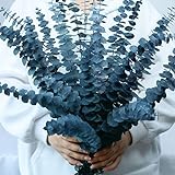 17 Pcs-blau-getrocknet-konserviert-Eukalyptus-Stängel, 17' Echter hängender Eukalyptus für Dusche, 100% Natürliche lebende Eukalyptus-Grünblätter für Vasenfüller, Home SPA, Duft, Blumendekor