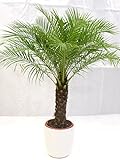 [Palmenlager] - Phoenix roebelenii 160 cm - dicker Stamm 40 cm, Zwergdattelpalme // Zimmerpalme Zimmerpflanze
