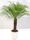 [Palmenlager] XL Phoenix roebelenii 160 cm - Stamm 30-40 cm, Zwergdattelpalme // Zimmerpalme Zimmerpflanze