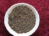Borretsch - Bienenweide - Borago officinalis - 200 Samen