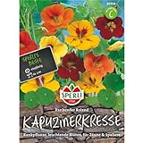 Sperli Blumensamen Kapuzinerkresse Rankender Roland, grün