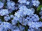 1000 Samen Alpen Vergissmeinnicht Myosotis alpestris Garten Balkon Blumen