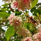 kirschblütenbaum samen, baumsamen, bonsai samen indoor zierkirsche, prunus serrulata, winterharte pflanzen für garten, hecken sträucher grünpflanzen, gartendeko für draußen 40pcs