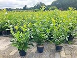 5st. schnellwachsende Kirschlorbeer Rotundifolia 60-80cm im Topf reine Pflanzenhöhe Prunus laurocerasus Lorbeer schnellwachsend Heckenpflanzen