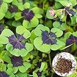 300 Stück Kleesamen, Blumen Samen für Garten und Balkon,Ideale Garten Pflanzen, Balkon Pflanzen & Kübelpflanzen, 300Pcs Clover Seeds