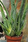 Kunert-Keramik Echte Aloe Vera,medizinisch,ca.45cm, sehr große Pflanzen (1)