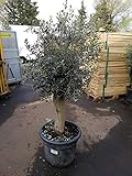 XXL Olivenbaum 25-30 Jahre alt - Olea Europea Hochstamm 160-200 cm Stammumfang 20 cm Formgehölz