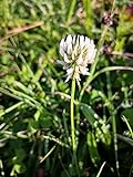 1 Kg Samen Weißklee Trifolium repens Bienen Nektar Schmetterlings Pflanze
